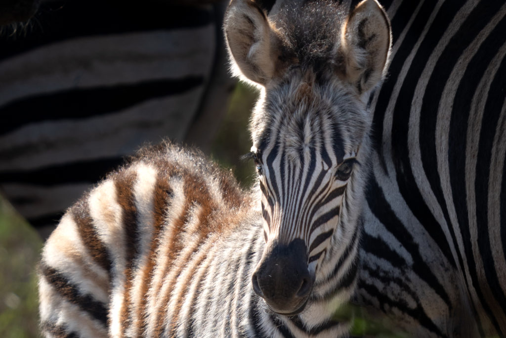 zebra photograhic safari