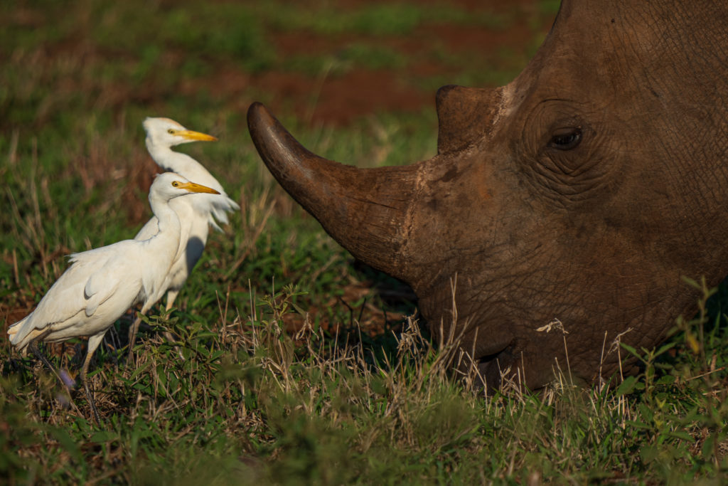 rhino photographic safari