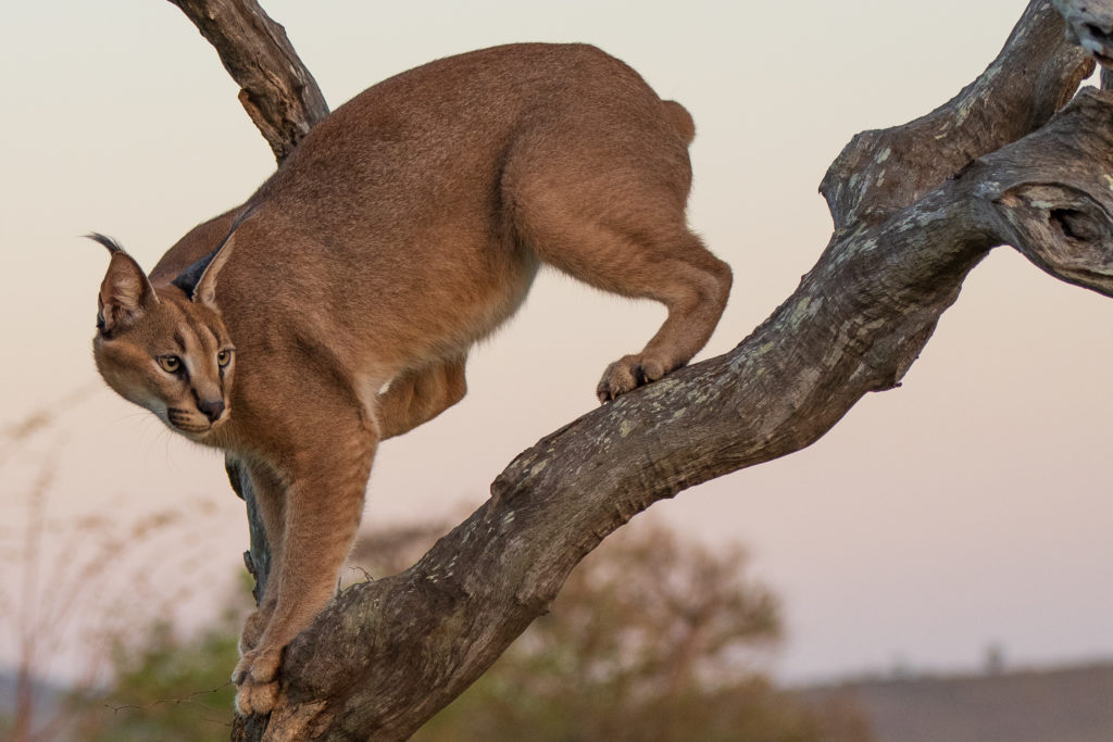 caracal, photographic safari